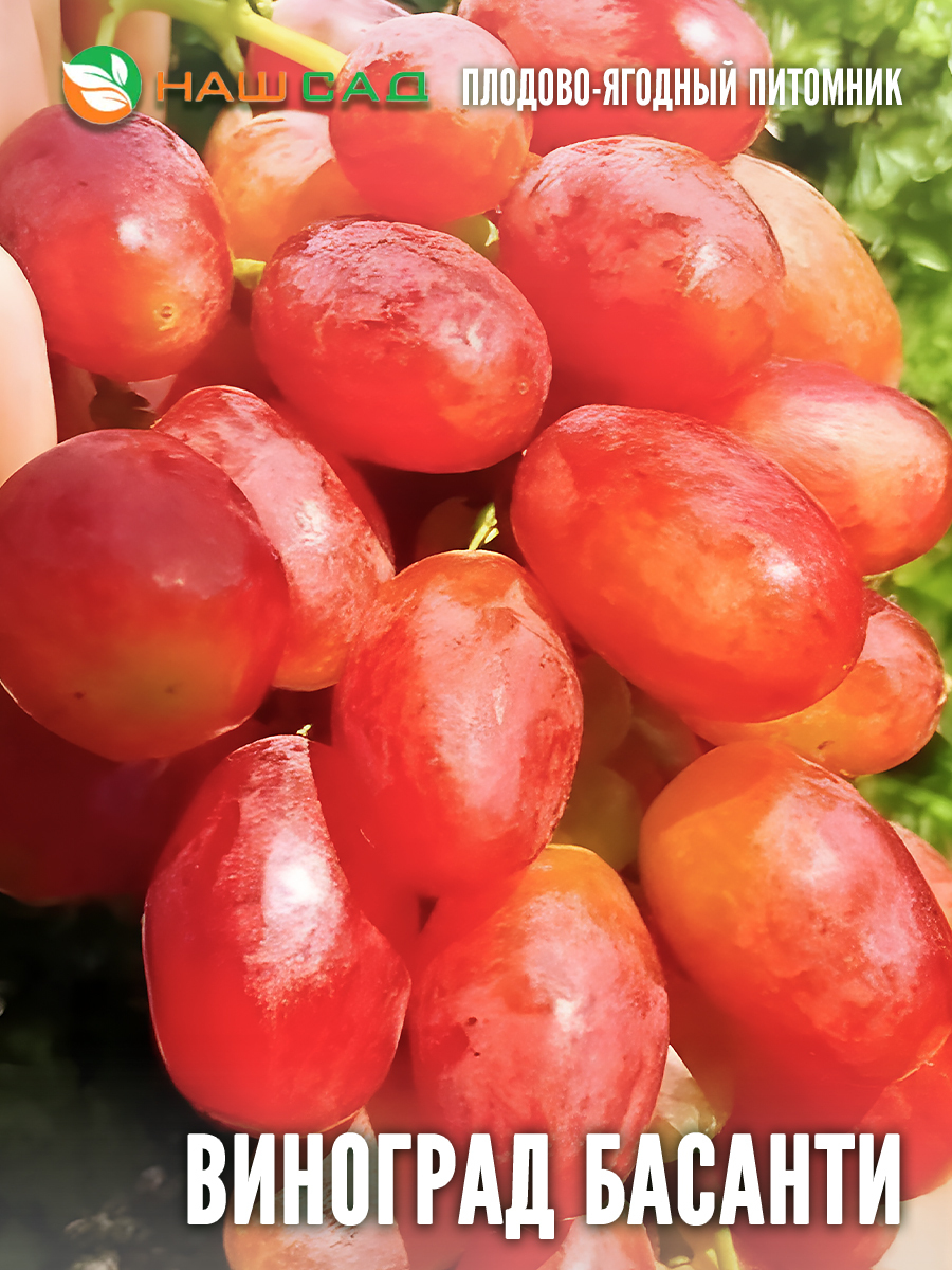 Виноград Басанти Виноград Басанти