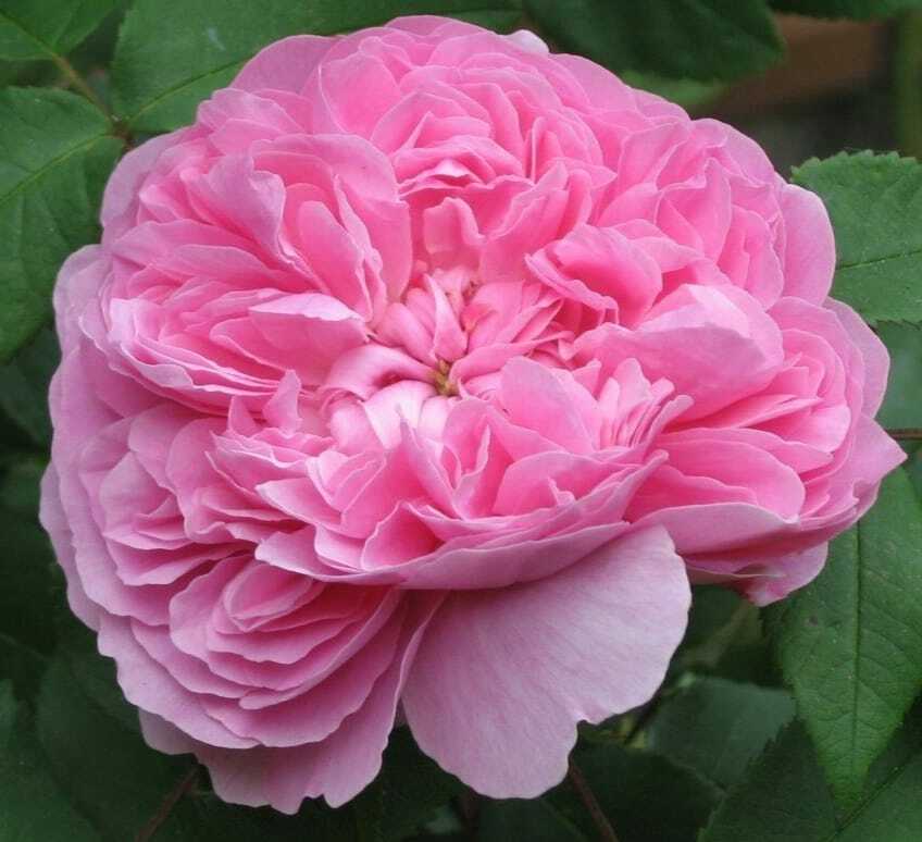 Роза Центифолия(Centifolia)