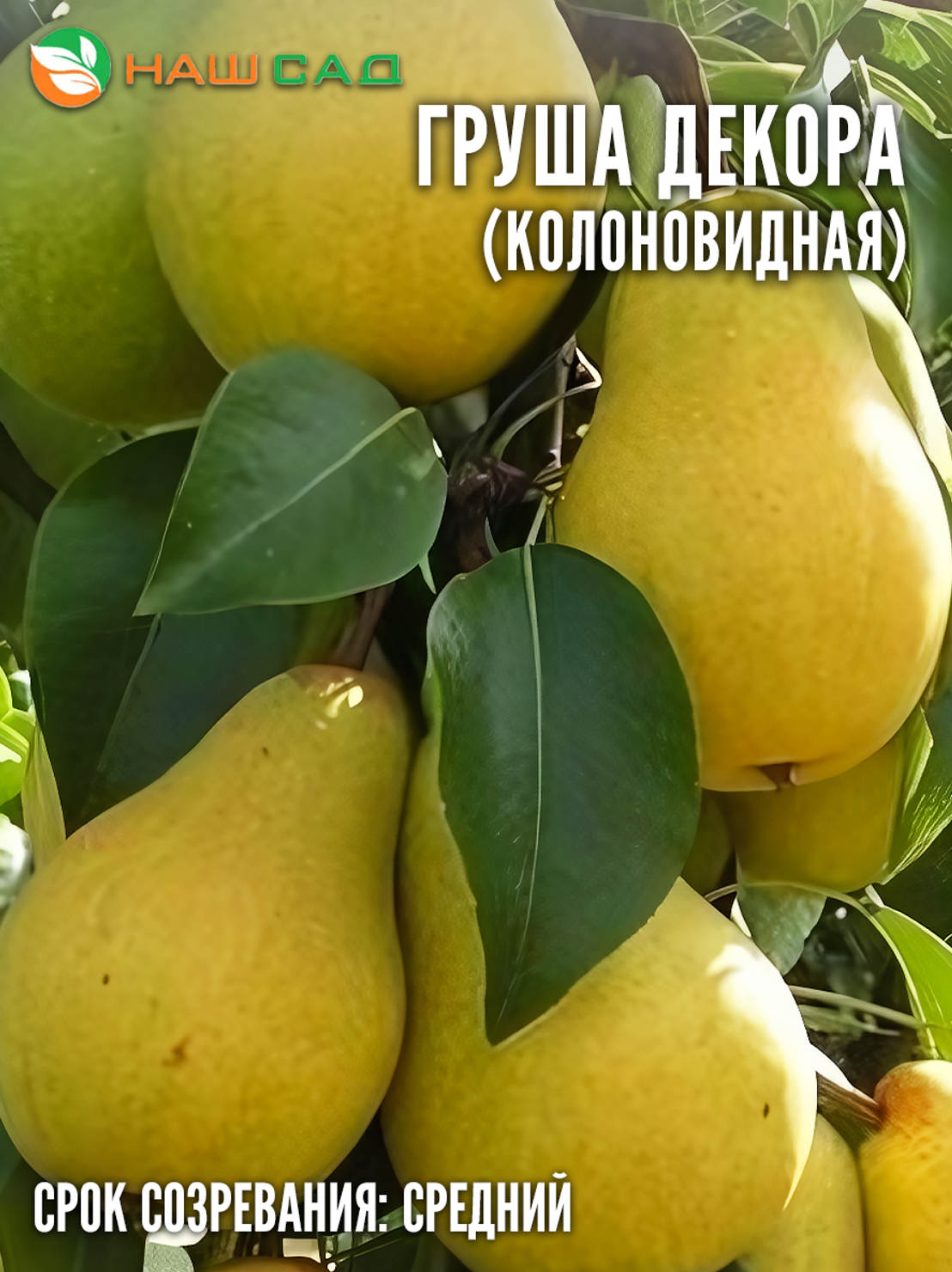 Груша Декора