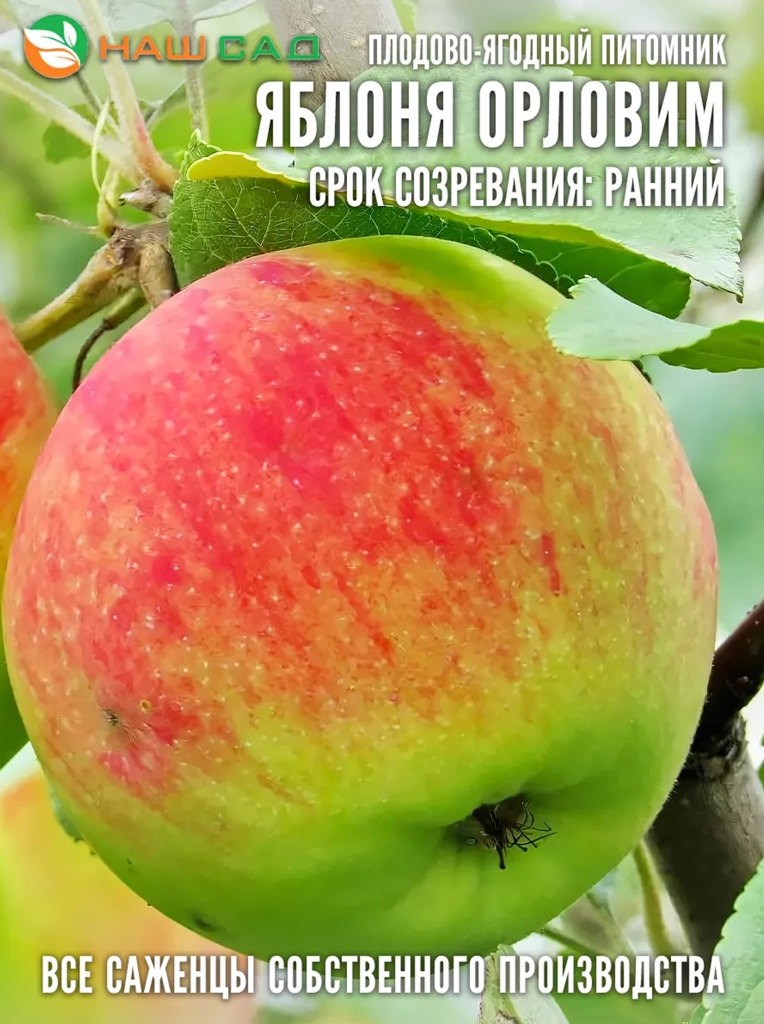 Яблоня Орловим