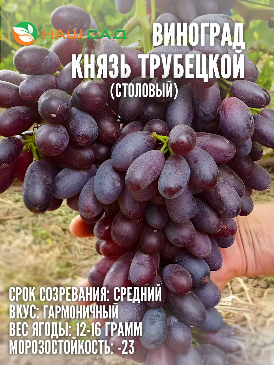 Виноград Князь Трубецкой Виноград Князь Трубецкой