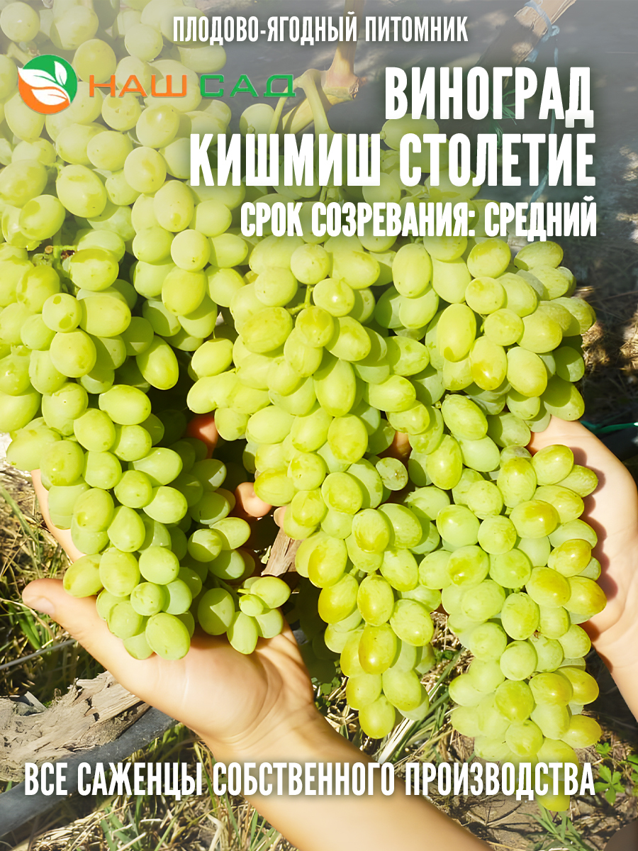 Кишмиш Столетие Кишмиш Столетие