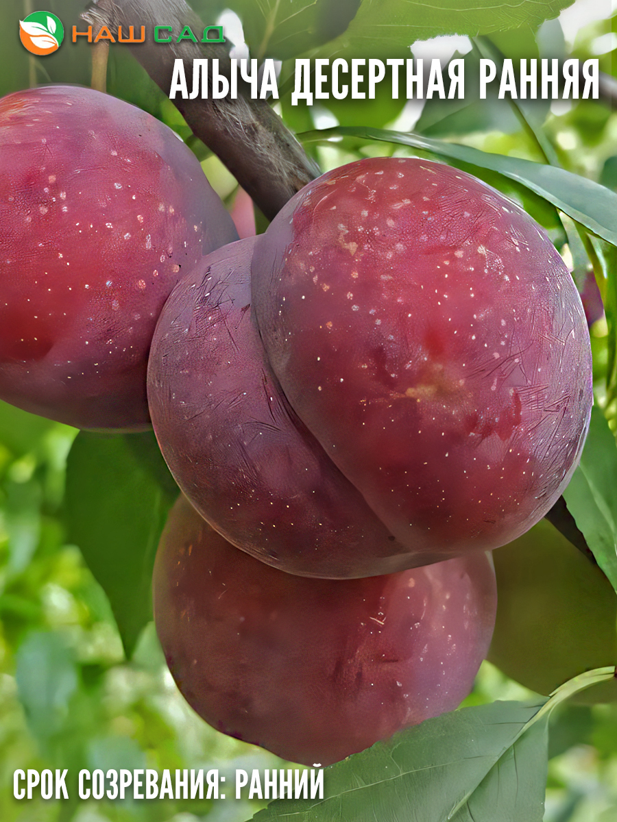 Алыча Десертная ранняя Алыча Десертная ранняя