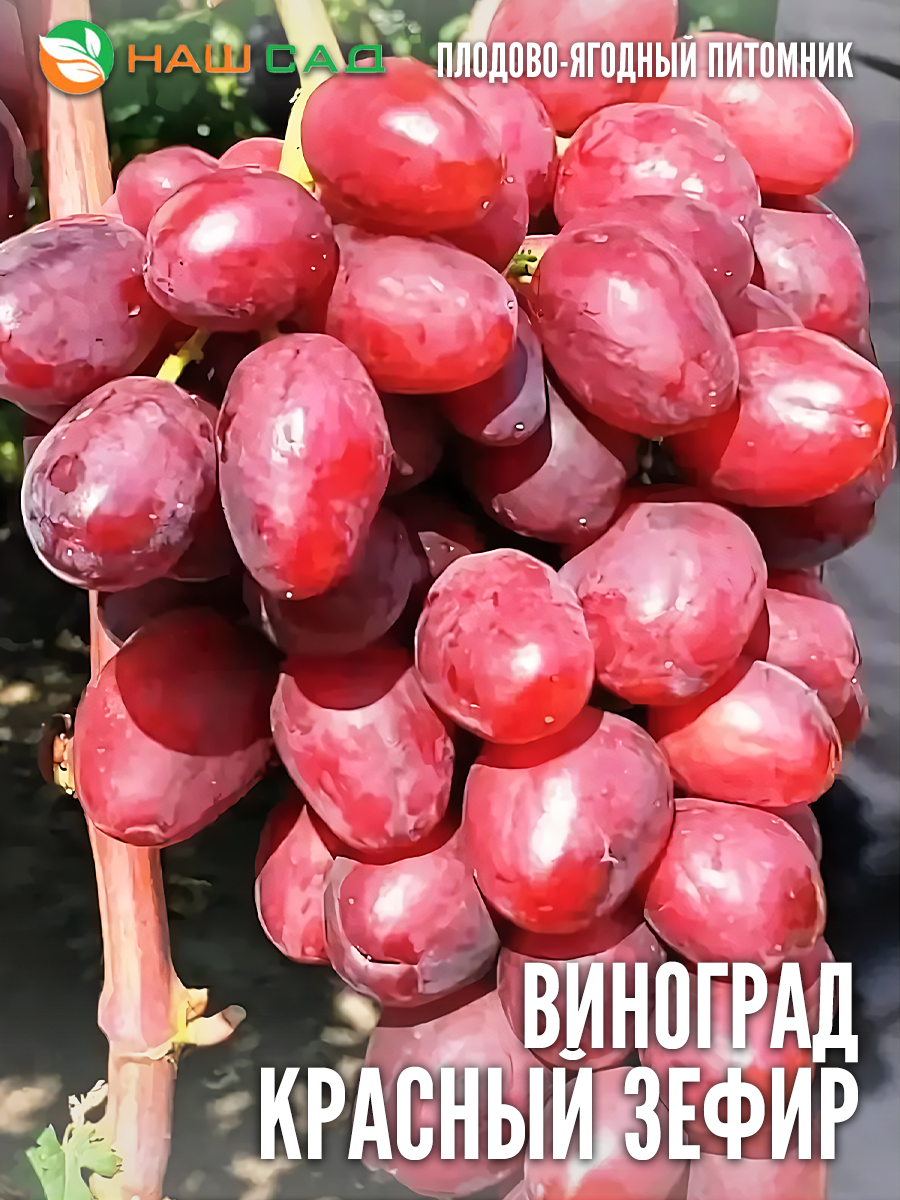 Виноград Красный Зефир Виноград Красный Зефир
