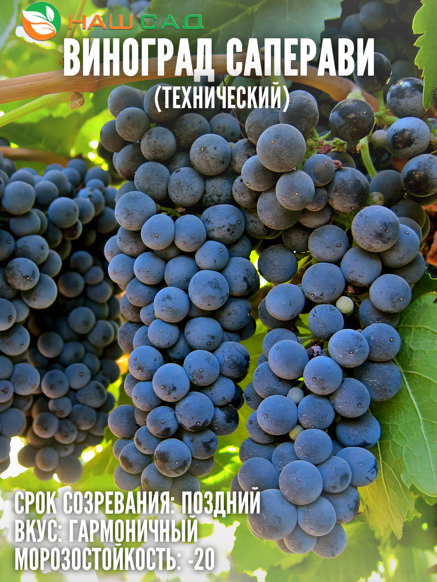 Виноград Саперави Виноград Саперави