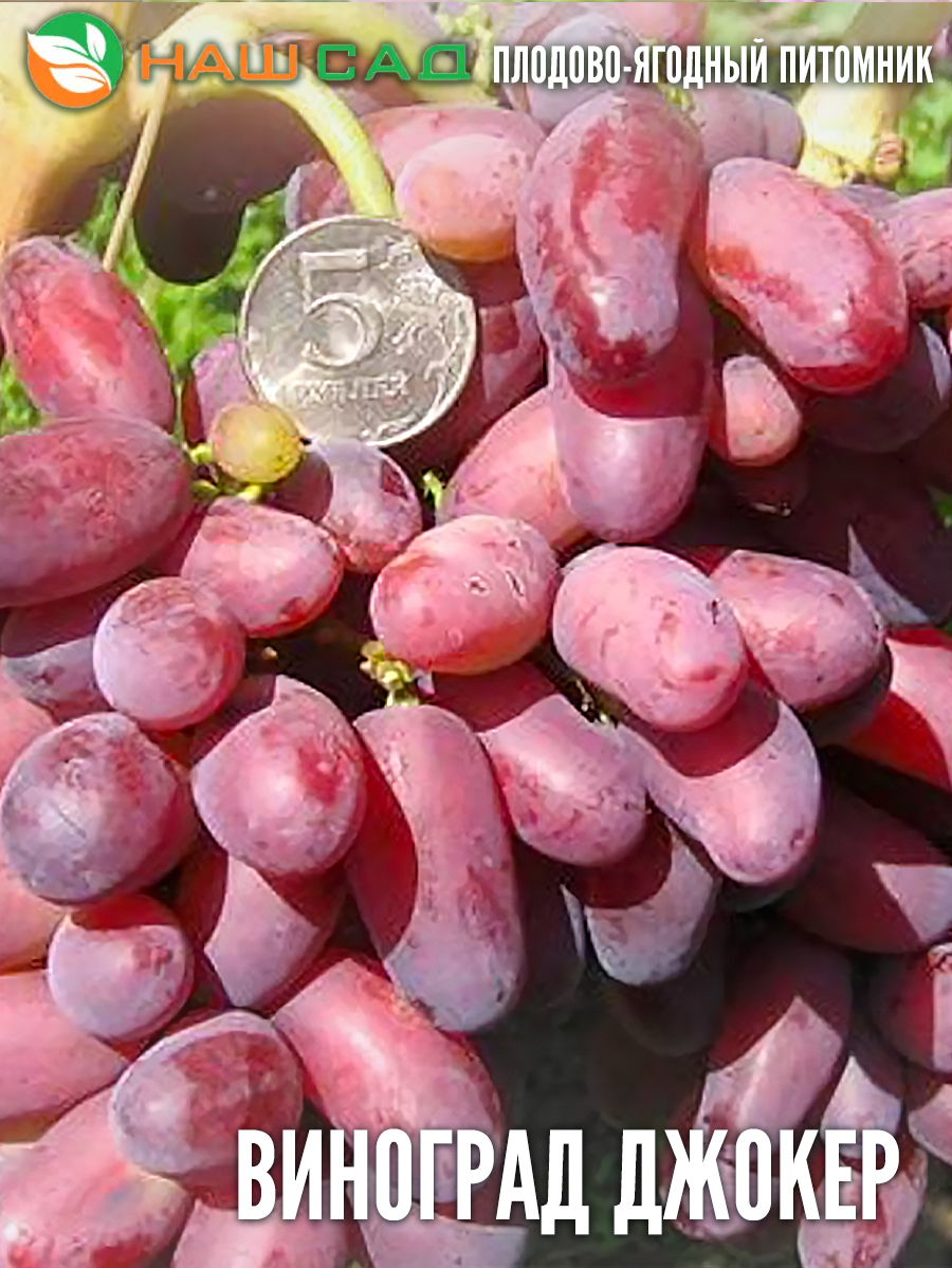 Виноград Джокер Виноград Джокер