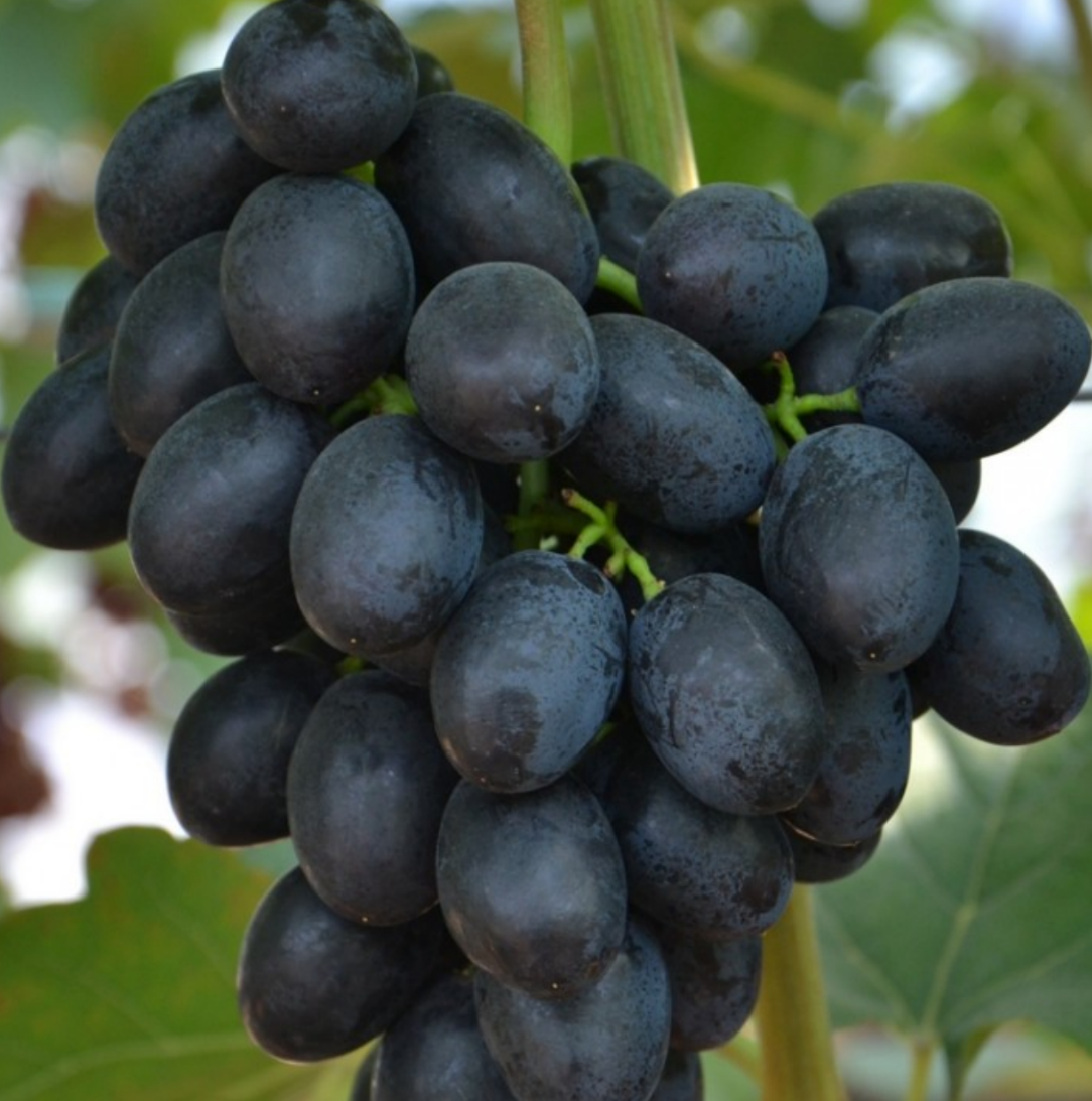 Виноград Чёрный кристалл