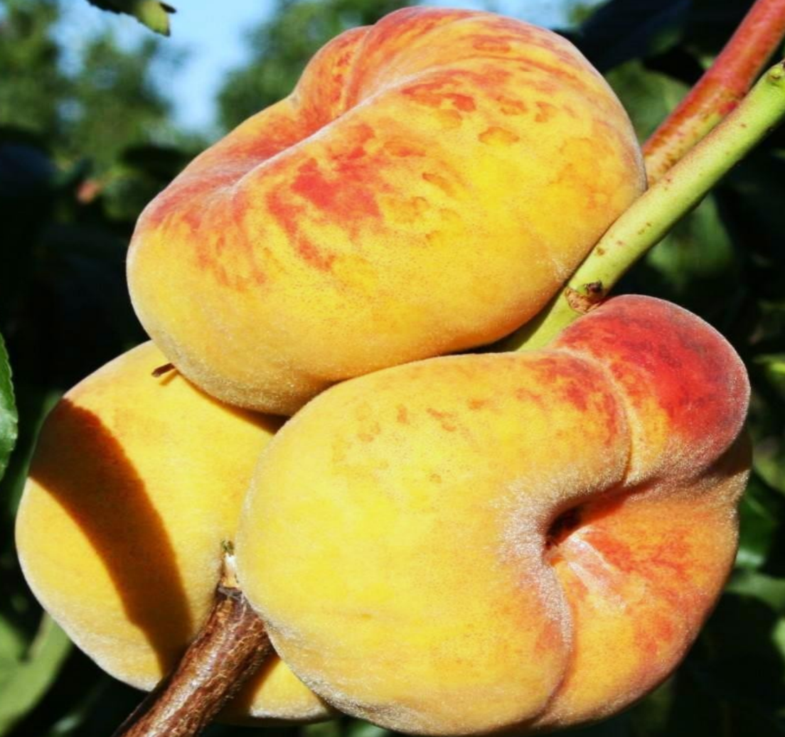 Персик инжирный Бельмондо