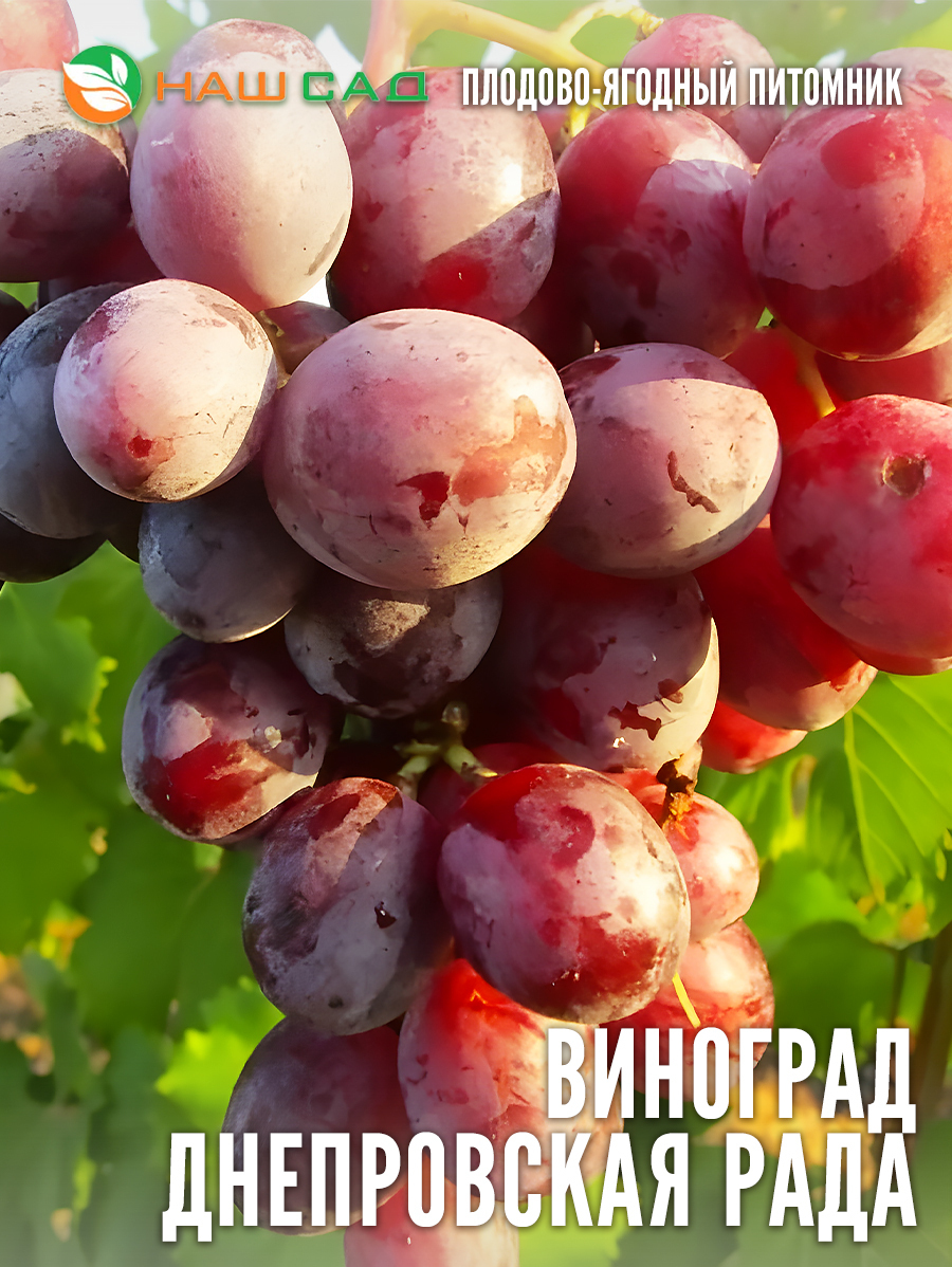 Виноград «Днепровская Рада» Виноград «Днепровская Рада»